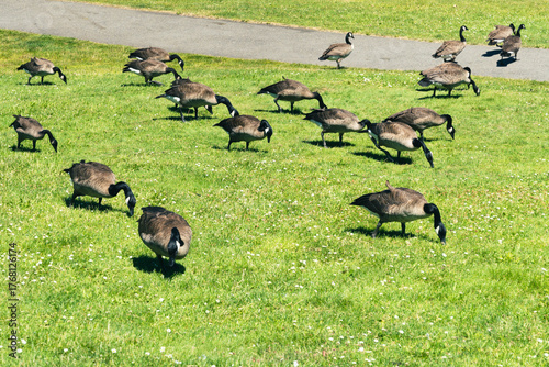 Flock of Canadian Geese browsing through a large grassy lawn. Taken while walking in the Seattle urban area on a clear July day, specifically in the Gas Works Park.