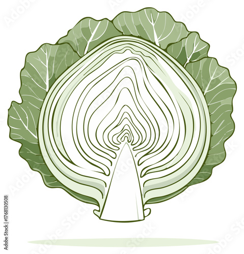 Cross section illustration of a cabbage vegetable isolated on white