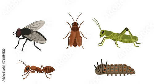 Diverse insect collection showcasing fly, beetle, grasshopper, ant, and caterpillar illustrations
