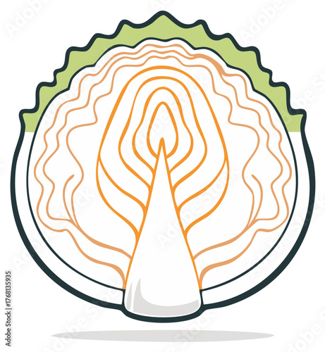 Stylized cross section of a fresh green cabbage revealing its layered texture and core