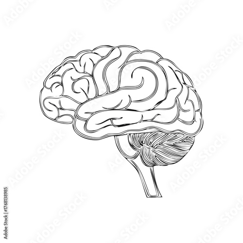 Brain Outline Drawing Illustration Anatomy Mind Intelligence Neurology Organ