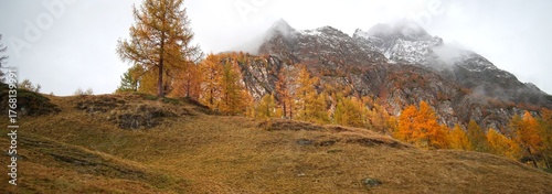 Anamorphic Lens - Foliage on Alpe Devero in Italy