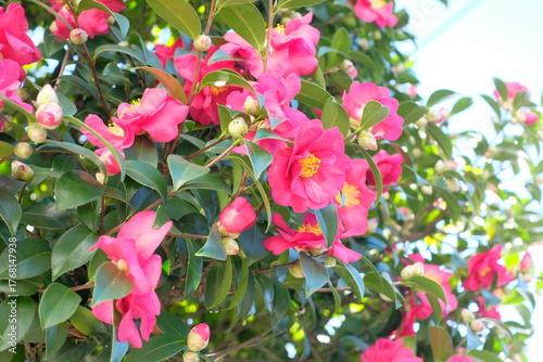 pink camellia sasanqua in full blooming