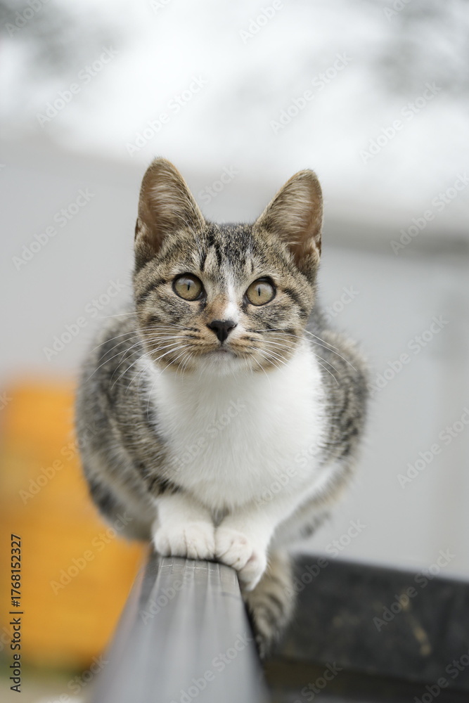 Obraz premium cat on the table.