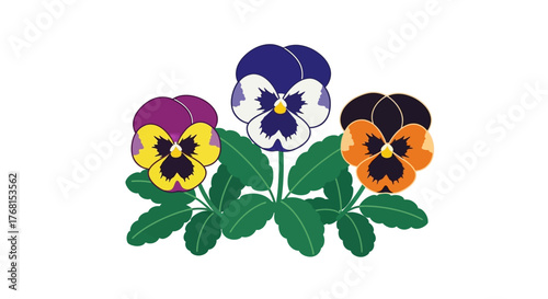 Three colorful pansy flowers in full bloom isolated on a white background garden flora