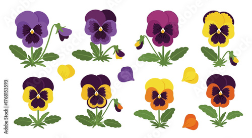 Colorful pansies arranged in a decorative pattern showcase springtime floral beauty on white