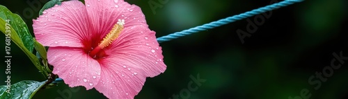 Vibrant Pink Hibiscus Flower with Dew Drops on a Green Background Highlighting Nature's Beauty and Intricate Petal Details