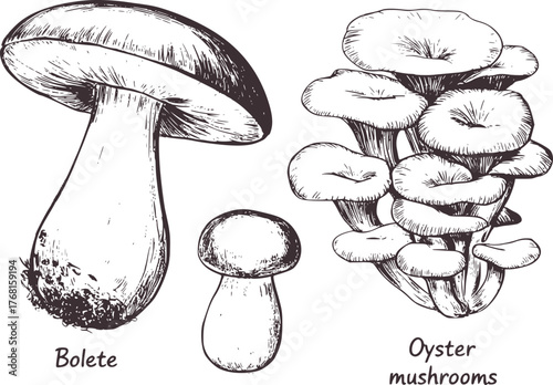 Detailed black and white illustration of bolete and oyster mushrooms fungi edible