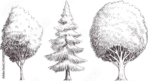 Three trees sketch illustration nature foliage