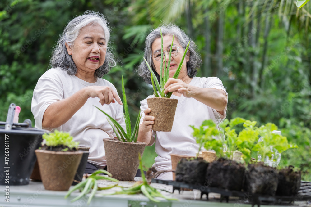 Obraz premium Two senior women plant aloe vera in eco-friendly pots outdoors. They work together with care and joy, promoting sustainable gardening and love for nature in a green, peaceful environment.