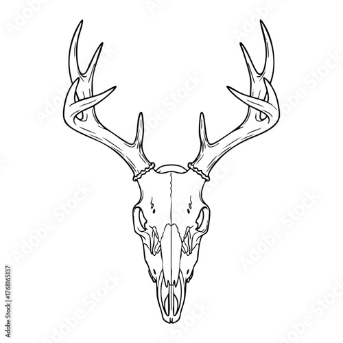 Intricate Line Drawing of a Deer Skull with Antlers Showcasing Detailed Anatomy and Artistic Precision