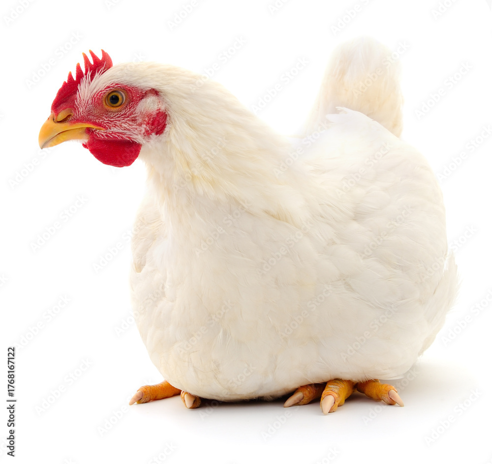 Fototapeta premium White broiler chicken sitting isolated on white background