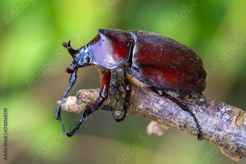 Siamese rhinoceros beetle - Xylotrupes socrates, beautiful large iconic beetle native to the forests and woodlands of Southeast Asia, Vietnam.