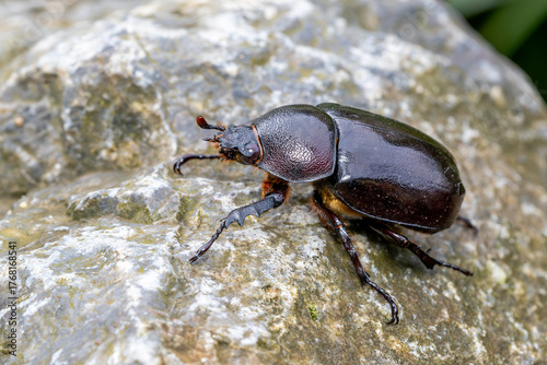 Siamese rhinoceros beetle - Xylotrupes socrates, beautiful large iconic beetle native to the forests and woodlands of Southeast Asia, Vietnam.