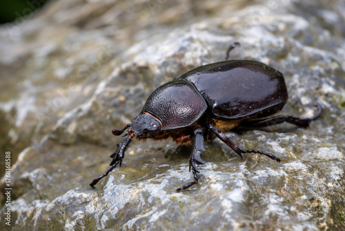 Siamese rhinoceros beetle - Xylotrupes socrates, beautiful large iconic beetle native to the forests and woodlands of Southeast Asia, Vietnam.