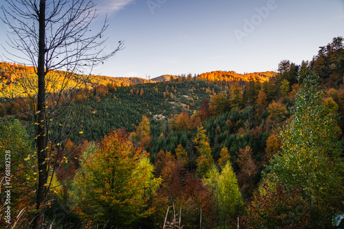 Fototapeta Naklejka Na Ścianę i Meble -  A mountain covered in trees with a blue sky in the background - Beskids Mountains, Poland