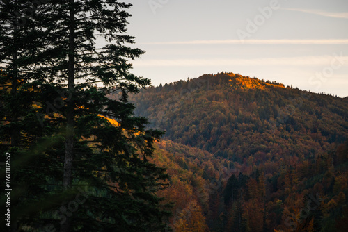 Fototapeta Naklejka Na Ścianę i Meble -  A mountain covered in trees with a blue sky in the background - Beskids Mountains, Poland