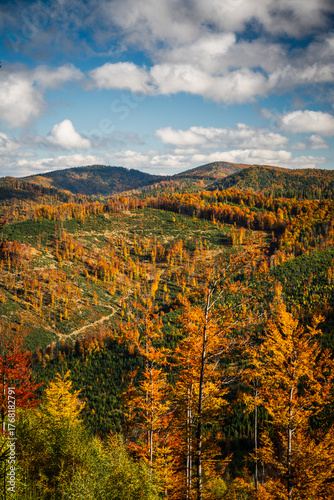 Fototapeta Naklejka Na Ścianę i Meble -  A mountain covered in trees with a blue sky in the background - Beskids Mountains, Poland