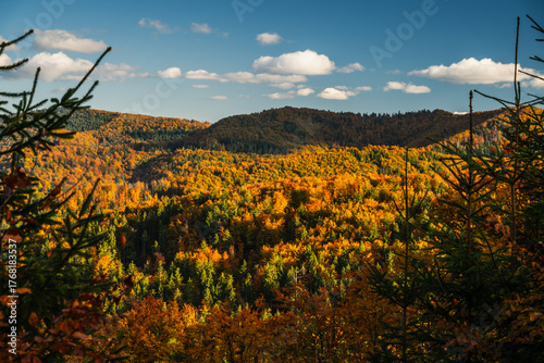 Fototapeta Naklejka Na Ścianę i Meble -  A mountain covered in trees with a blue sky in the background - Beskids Mountains, Poland