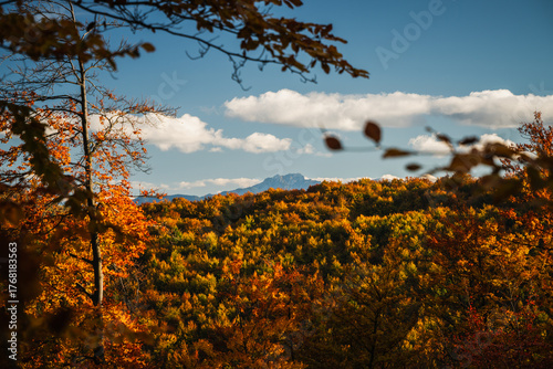 Fototapeta Naklejka Na Ścianę i Meble -  A mountain covered in trees with a blue sky in the background - Beskids Mountains, Poland