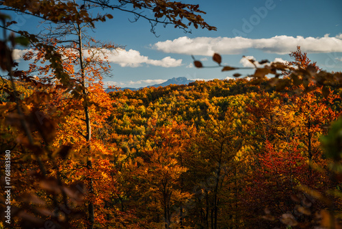 Fototapeta Naklejka Na Ścianę i Meble -  A mountain covered in trees with a blue sky in the background - Beskids Mountains, Poland