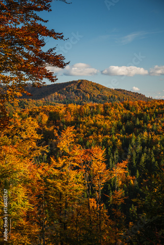 Fototapeta Naklejka Na Ścianę i Meble -  A mountain covered in trees with a blue sky in the background - Beskids Mountains, Poland