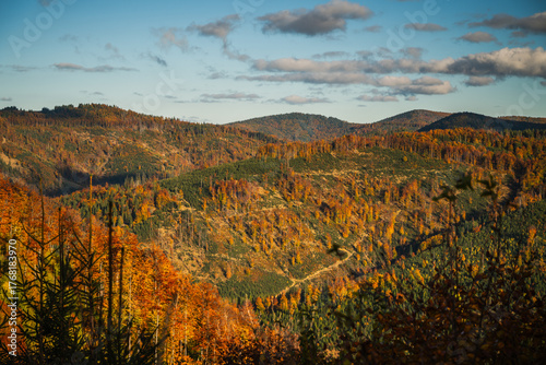 Fototapeta Naklejka Na Ścianę i Meble -  A mountain covered in trees with a blue sky in the background - Beskids Mountains, Poland