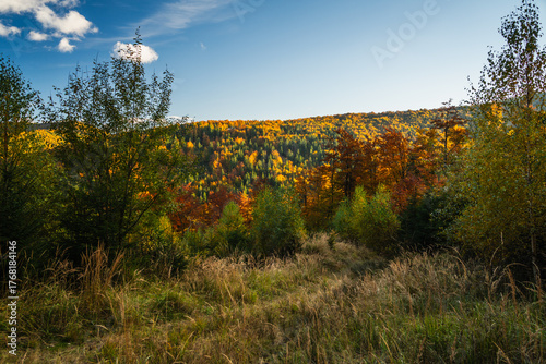 Fototapeta Naklejka Na Ścianę i Meble -  A mountain covered in trees with a blue sky in the background - Beskids Mountains, Poland