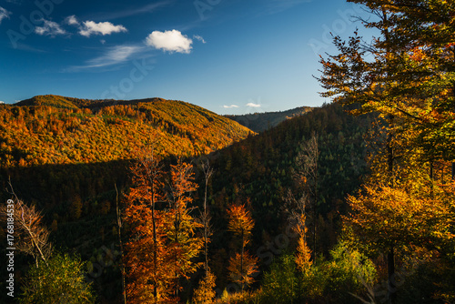 Fototapeta Naklejka Na Ścianę i Meble -  A mountain covered in trees with a blue sky in the background - Beskids Mountains, Poland