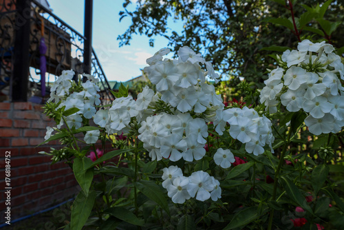 White phlox blooming in the courtyard of a private house in the evening