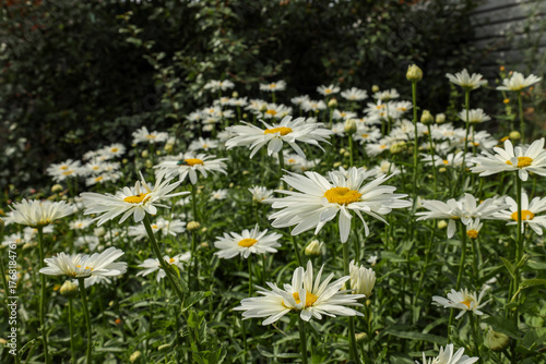 Large garden daisies bloom in the city park