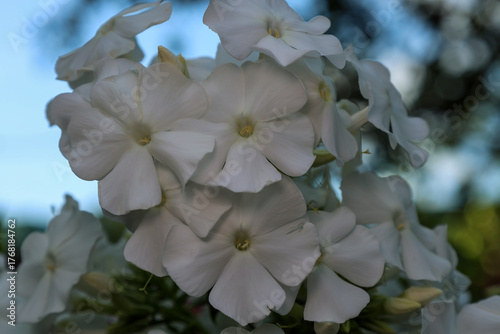 White paniculate phlox blooming in the evening summer time
