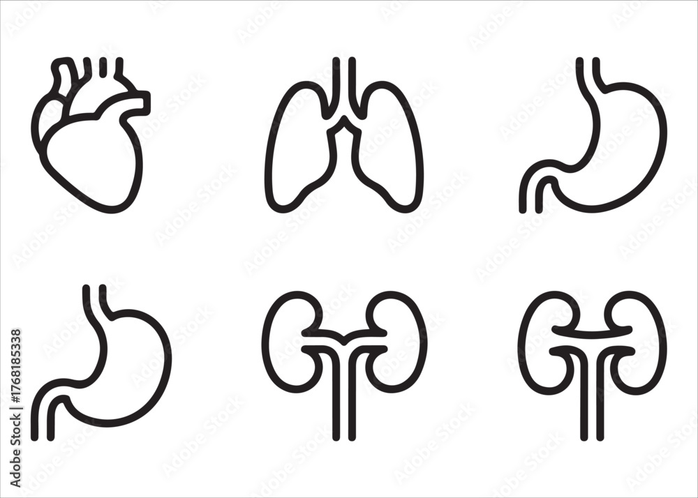 Fototapeta premium Set of six simple outline icons representing human internal organs for medical illustration