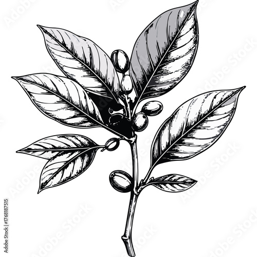 Hand Drawn Coffee Branch with Leaves and Beans Illustration