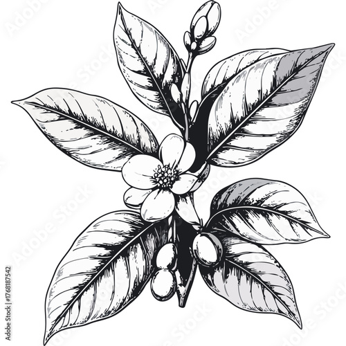 Hand Drawn Coffee Branch with Leaves and Beans Illustration
