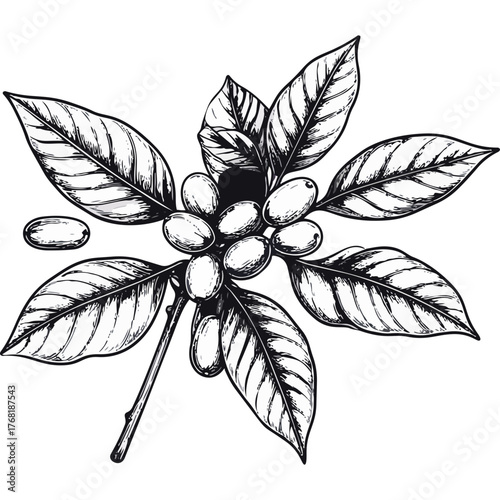 Hand Drawn Coffee Branch with Leaves and Beans Illustration