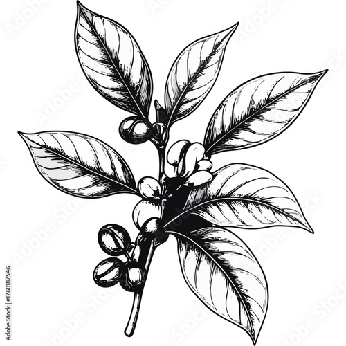 Hand Drawn Coffee Branch with Leaves and Beans Illustration