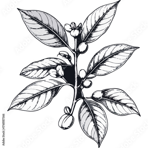 Hand Drawn Coffee Branch with Leaves and Beans Illustration