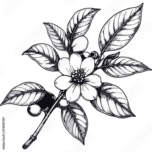 Hand Drawn Coffee Branch with Leaves and Beans Illustration