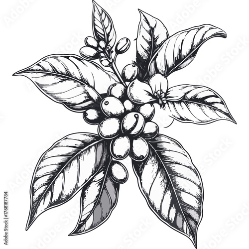 Hand Drawn Coffee Branch with Leaves and Beans Illustration