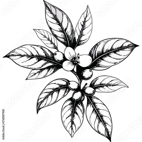 Hand Drawn Coffee Branch with Leaves and Beans Illustration