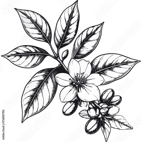 Hand Drawn Coffee Branch with Leaves and Beans Illustration