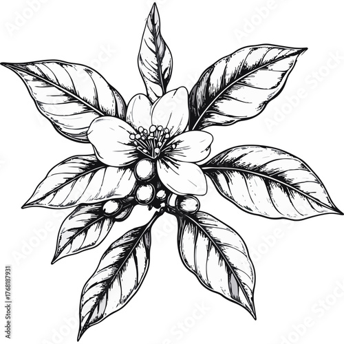 Hand Drawn Coffee Branch with Leaves and Beans Illustration