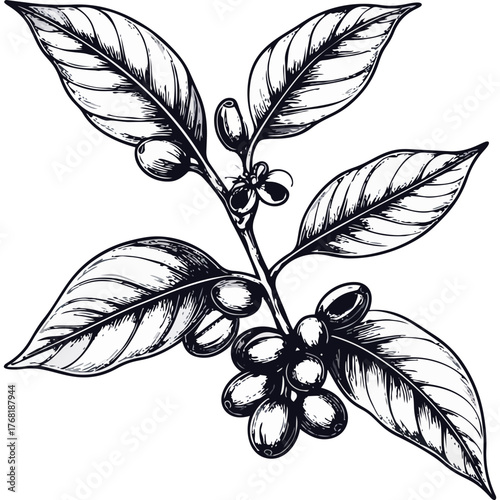 Hand Drawn Coffee Branch with Leaves and Beans Illustration