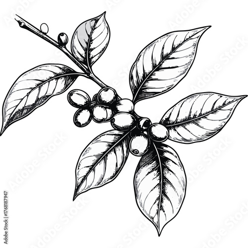 Hand Drawn Coffee Branch with Leaves and Beans Illustration