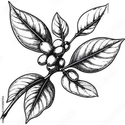 Hand Drawn Coffee Branch with Leaves and Beans Illustration