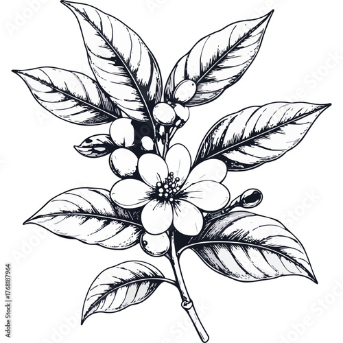 Hand Drawn Coffee Branch with Leaves and Beans Illustration