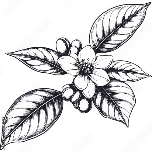 Hand Drawn Coffee Branch with Leaves and Beans Illustration
