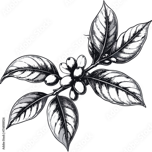 Hand Drawn Coffee Branch with Leaves and Beans Illustration