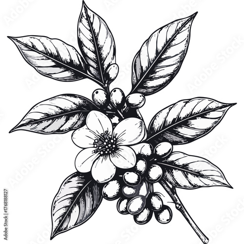 Hand Drawn Coffee Branch with Leaves and Beans Illustration